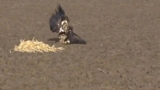 Incredible escape maneuver of the hare to escape from the eagle