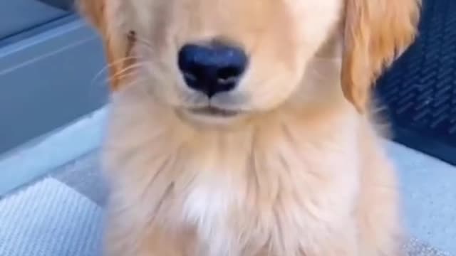 cute#funnyvideos#dog