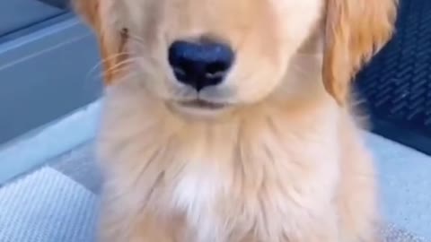 cute#funnyvideos#dog