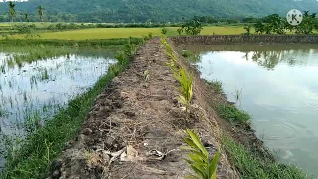 Betel nut plant