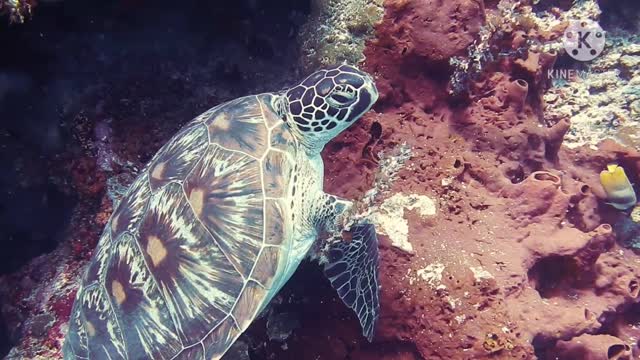 One of the most beautiful scenes in the sea world