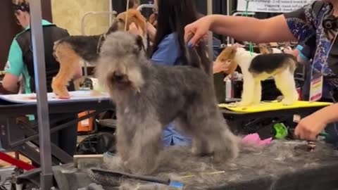 Make over today's cutie, a schnauzer