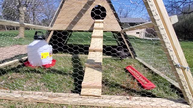 A Permanent Home for Our Barred-Rocks