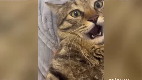Funny pets 😅😅