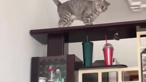 Cats falling