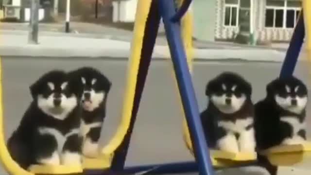 This is a pack of dogs that will enjoy