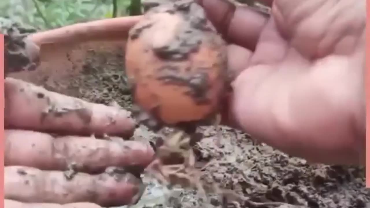 How I grafting guava tree using aloe Vera and 🍐 eggs