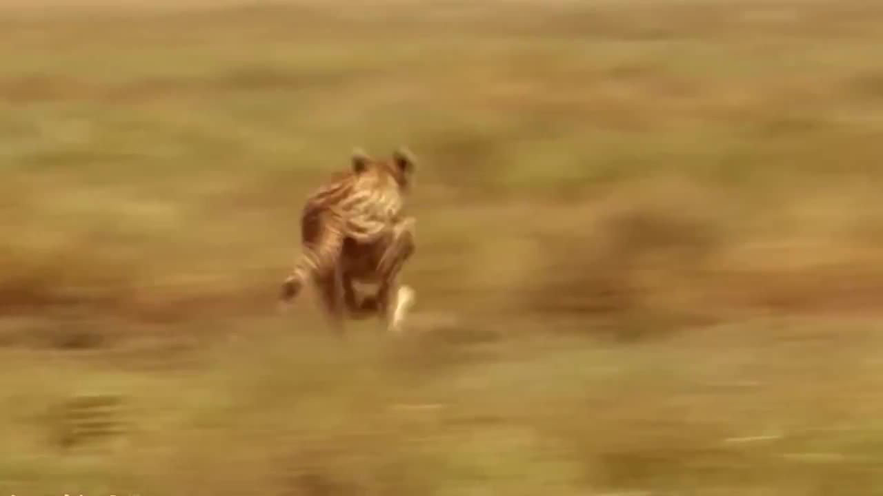 WORLD’S FASTEST ANIMALS FAIL! Grant’s Gazzele Take Down Cheetah With Horns, Lion Hunt Imapala Fail-8