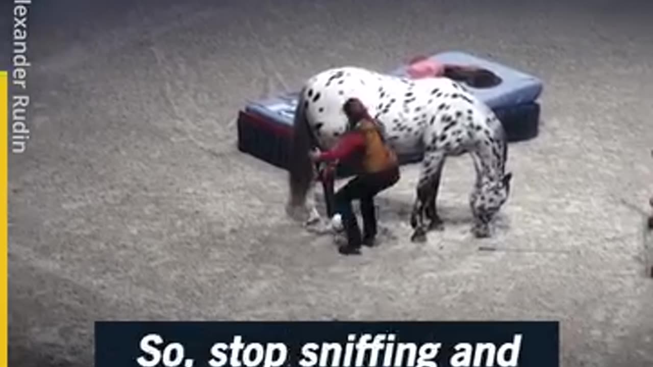 SCOUT | There will never be another horse show like this