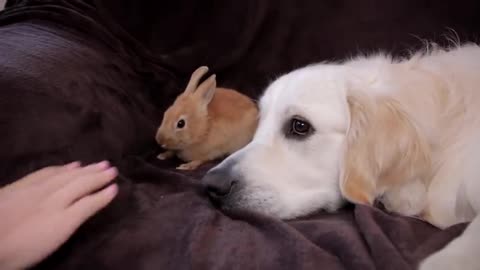 Dog Protects Rabbit