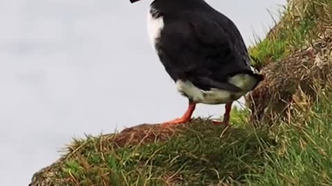 once more ... Puffins