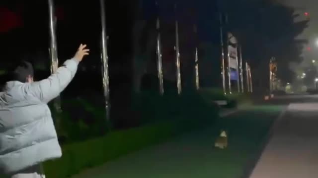 dog