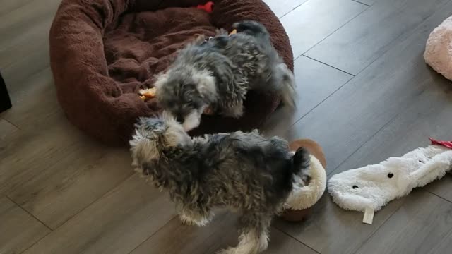 Trixie and Ginger's conquering of the fuzzy pumpkin!