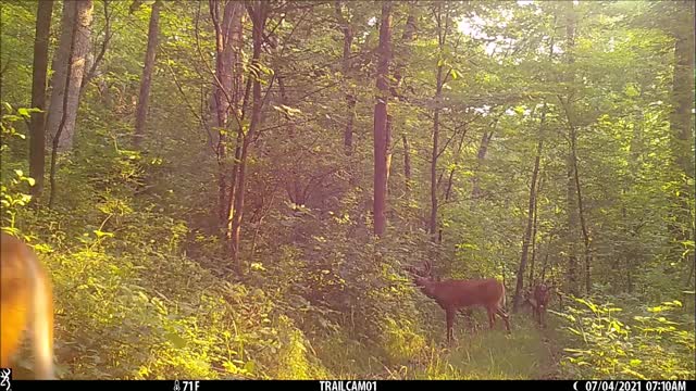 Bucks on the trail again
