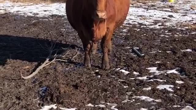 Cow is Close to Having her Calf