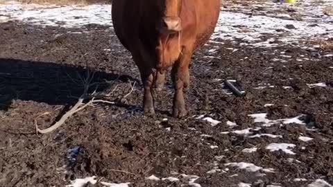 Cow is Close to Having her Calf