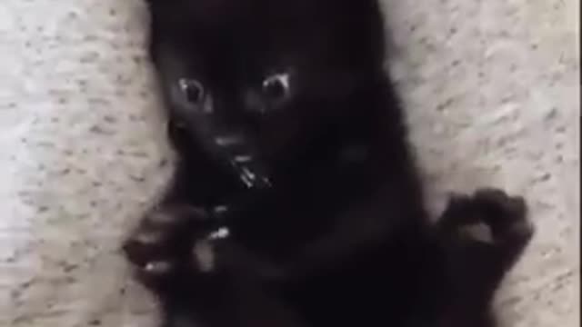 Kitten discovers that has 4 paws