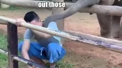 Elephant kids funny videos....