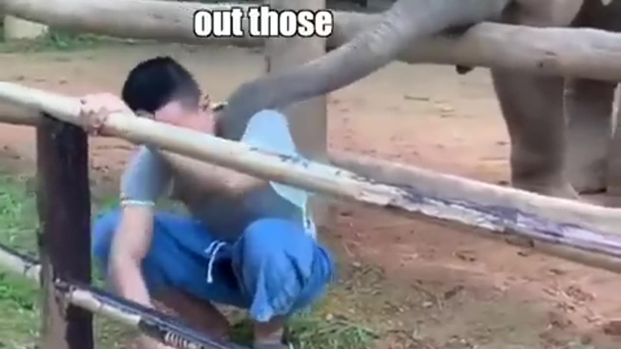 Elephant kids funny videos....