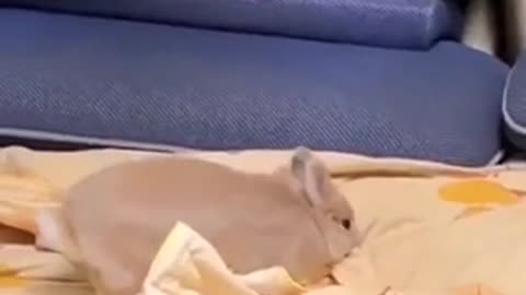 Funny sleepy rabbit 😃😂😂