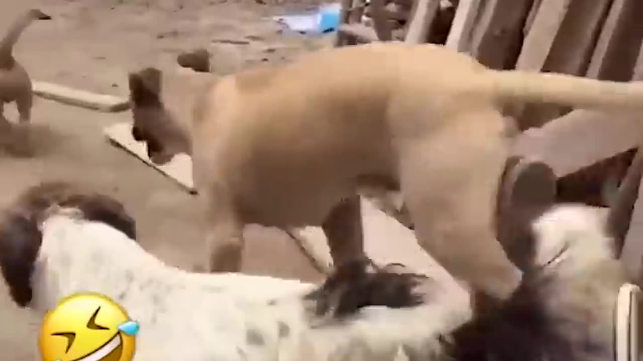 Funny Animals