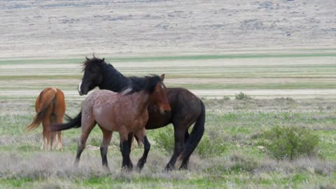 Slow Motion Two Wild Horses Fighting At The West Desert In Utah