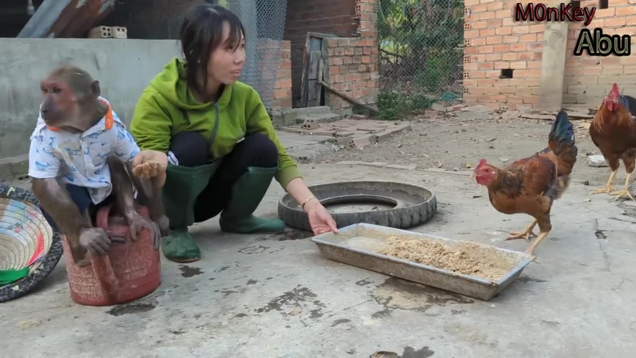 Abu farmer enlisted to help his mother feed the chickens