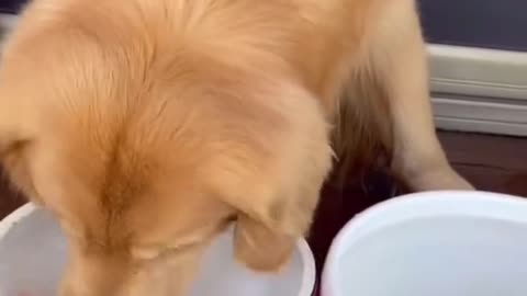 The dog is changing water for his goldfish. #dog #funny