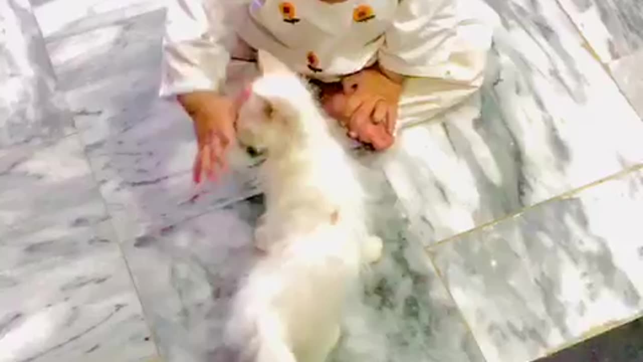 Baby Girl playing with Cat