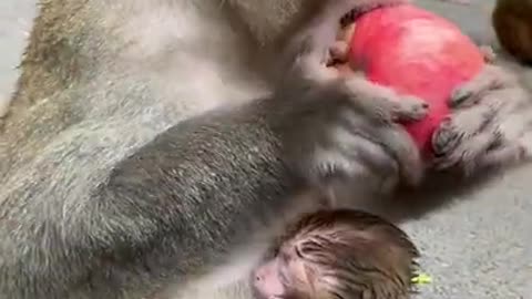 Cute Monkey China & Funny Love monkey| Animals Love #Short