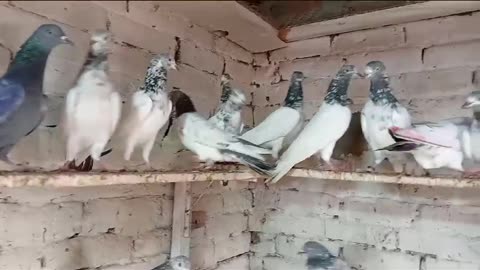 Beautiful pigeon breeder pair best flying