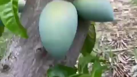 Beautiful mangoes growth