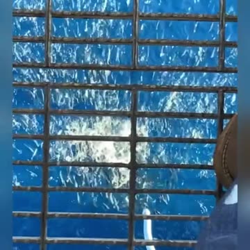 Fish Eating Frenzy!! #feedshorts #shorts