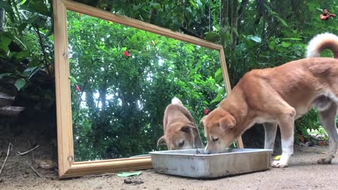 Terrifying Animal vs Mirror Prank