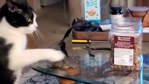 Cute cat wants something from table.