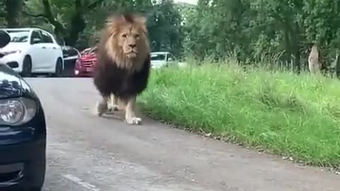 What do you do if you see him coming at you?