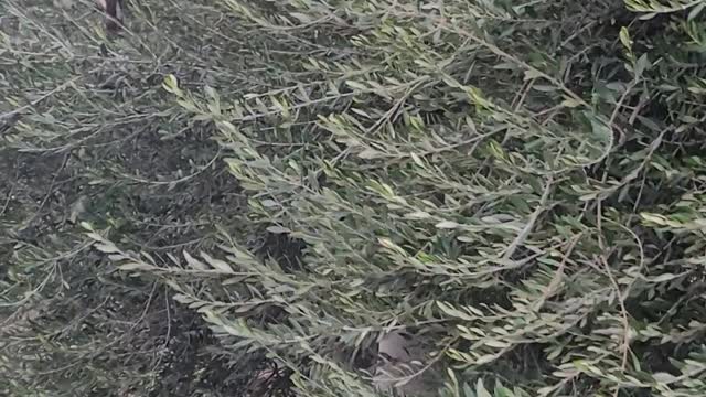 Hawk in an olive tree