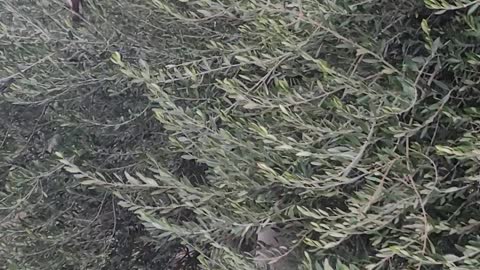 Hawk in an olive tree