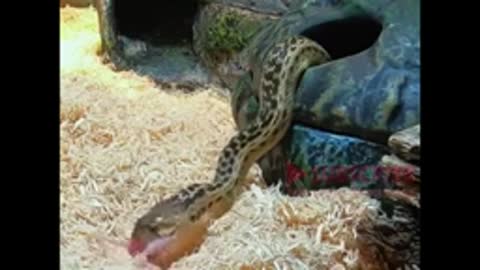 sorry:This snake kills a mouse by eating it.
