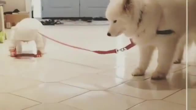 Bear defeat