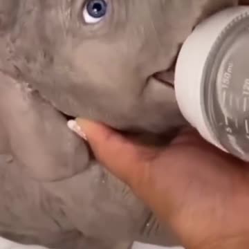 Baby elephant drinking milk