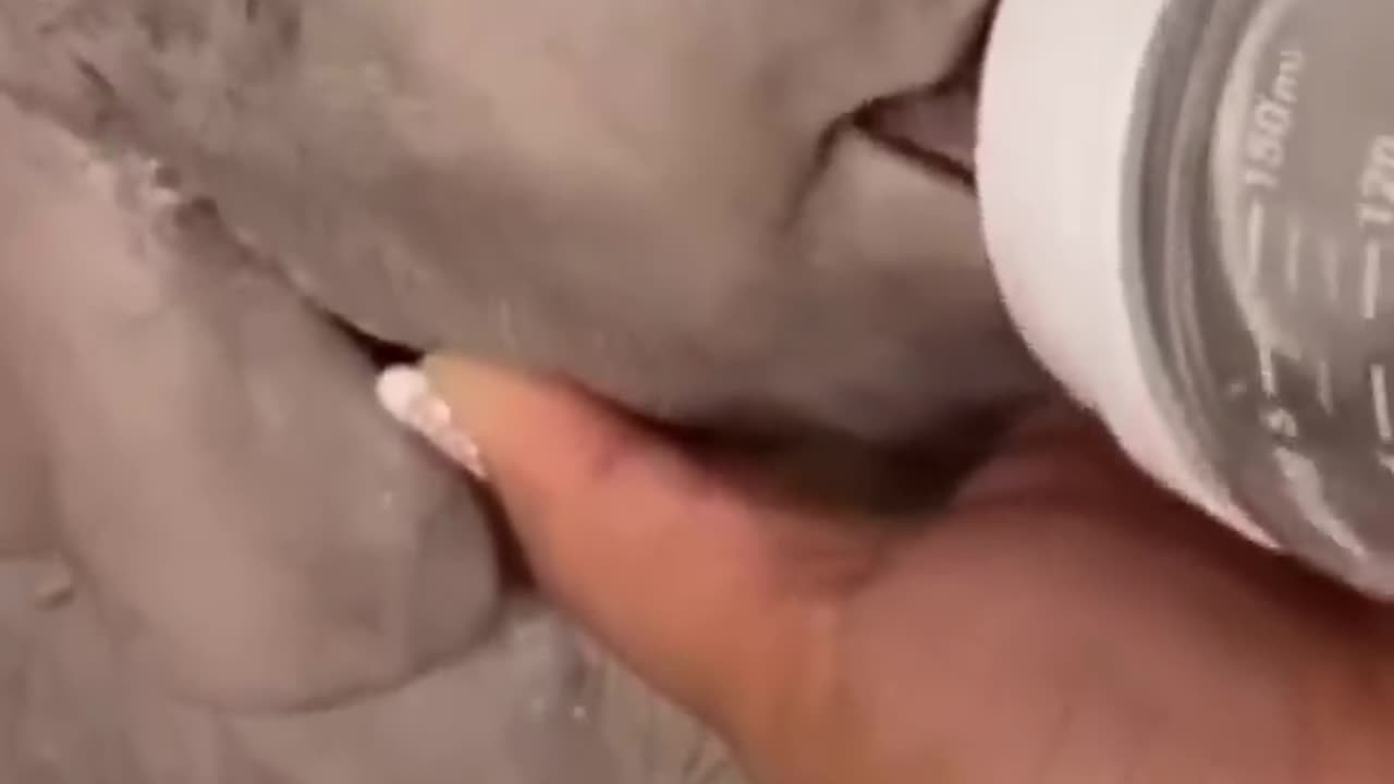 Baby elephant drinking milk