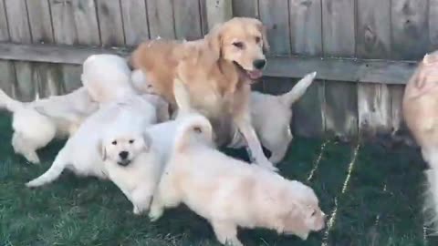 Puppies Play with Mama!