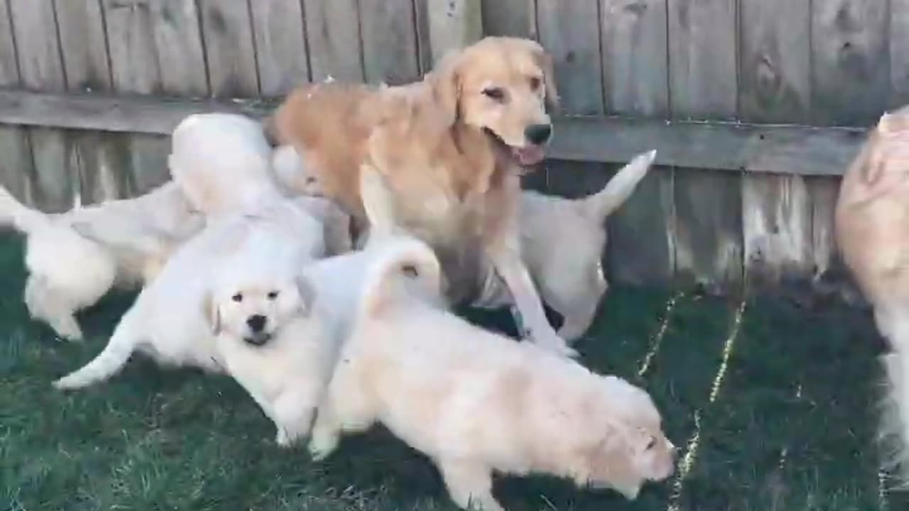 Puppies Play with Mama!