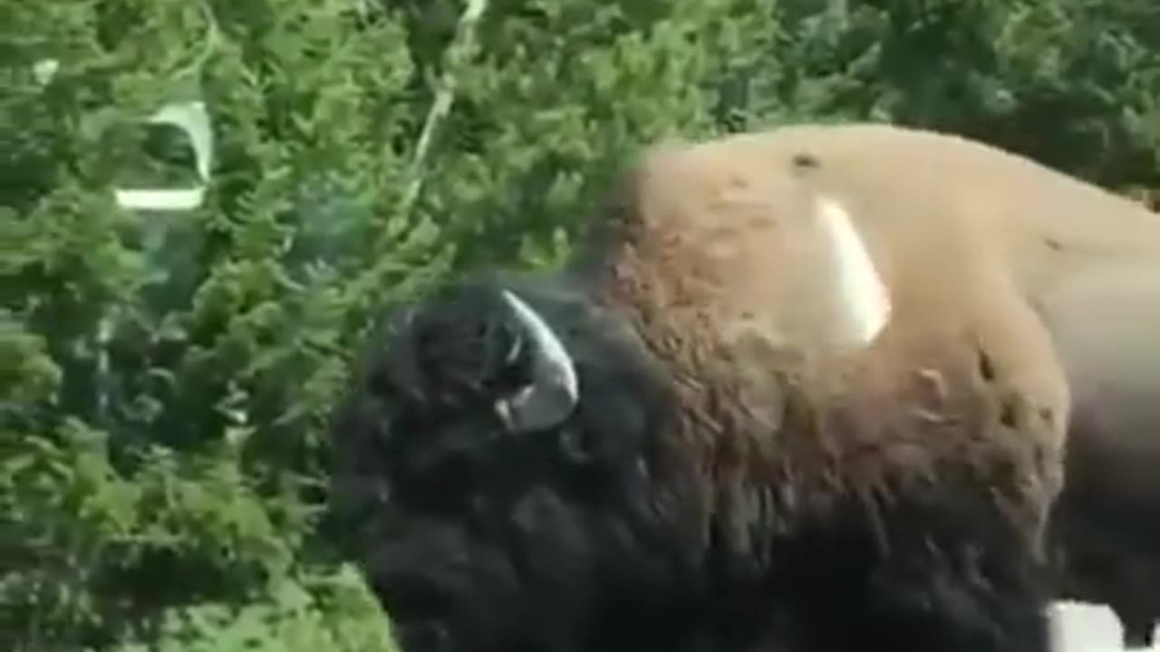 Damage my car through animal #shorts #car #animals #trending #viral