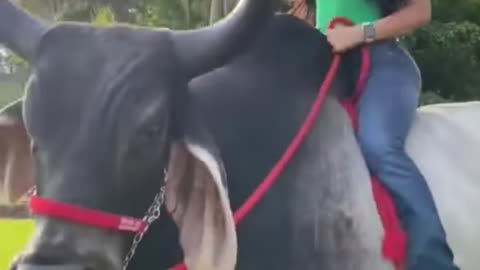 Beautiful lady riding on a Bull😳