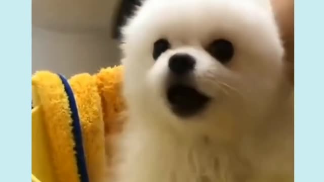 Cute Puppy Barking