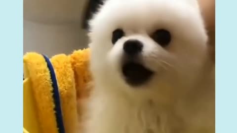 Cute Puppy Barking