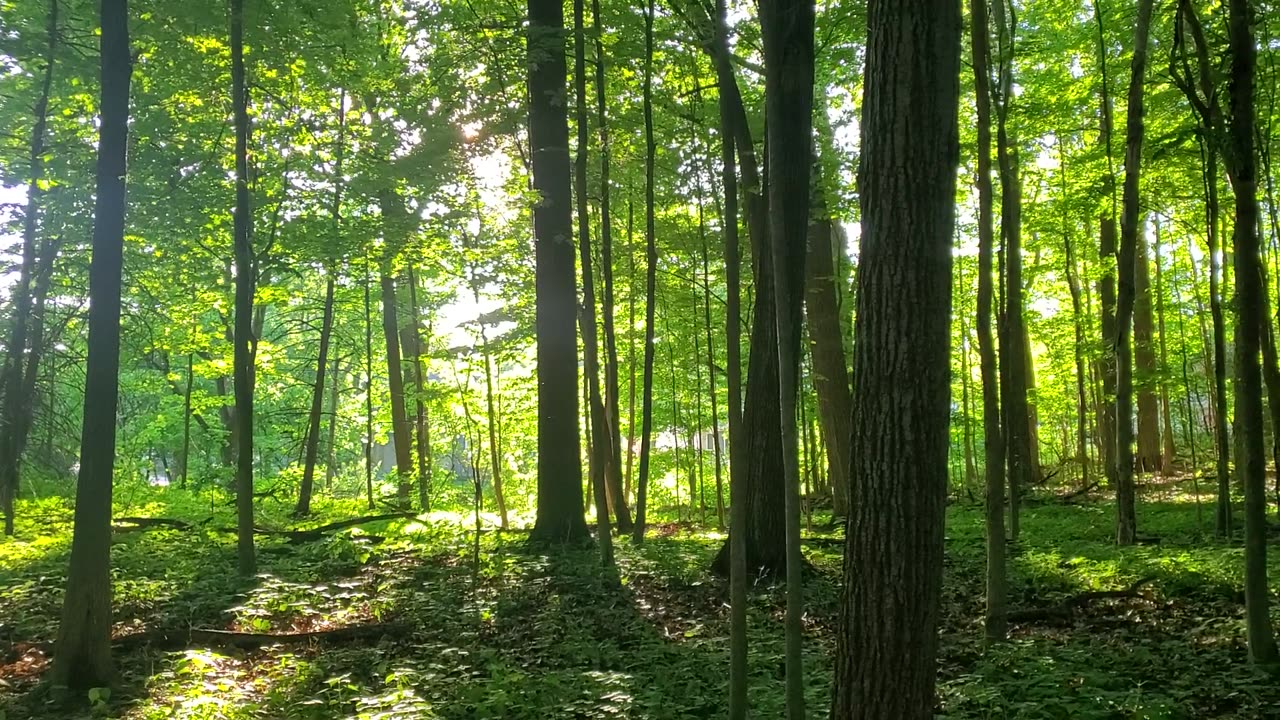 Neighborhood Forest at Sunset