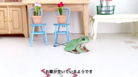 【i112】勢い余ってフレームアウトするカエルが可愛すぎる【イエアメガエル/ White’s tree frog】